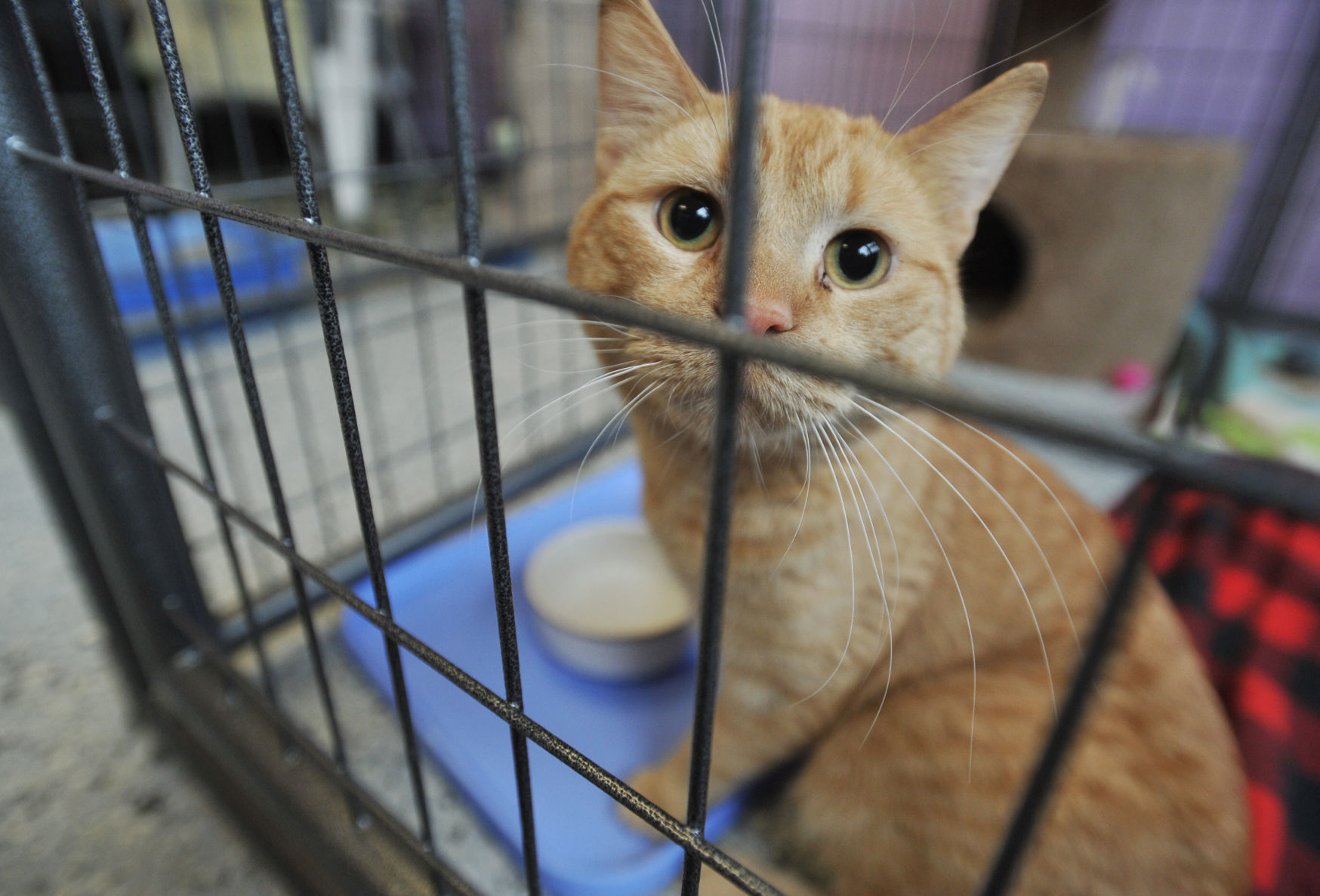 SAFE HARBOR HUMANE SOCIETY